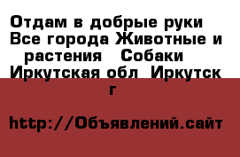 Отдам в добрые руки  - Все города Животные и растения » Собаки   . Иркутская обл.,Иркутск г.